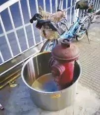 发生火灾消防栓没水怎么办,发生火灾灭火器里没有水