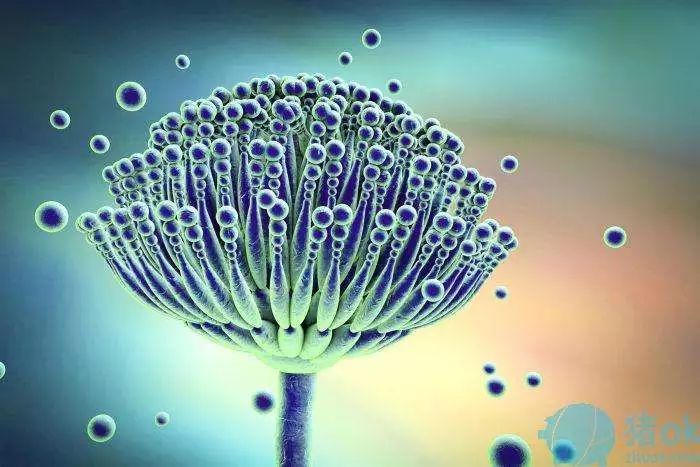 霉菌好了但是有异味,霉菌没了细菌又来了