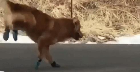 罗马脚希腊脚埃及脚命运,罗马脚希腊脚埃及脚各是什么特点