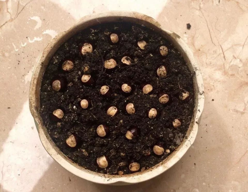 龙眼种子放在土里几天出芽,龙眼种子放水里能种出来吗