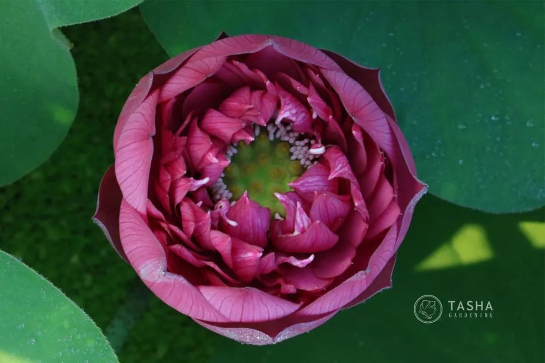 碗莲出现黑叶烂叶怎么办,碗莲种藕僵苗了怎么办