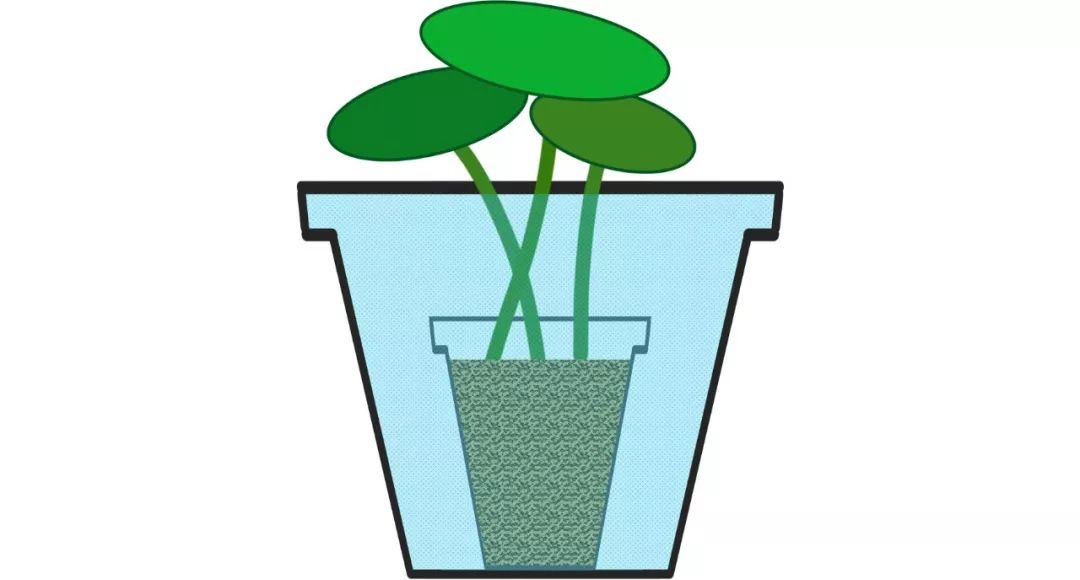 碗莲出现黑叶烂叶怎么办,碗莲种藕僵苗了怎么办