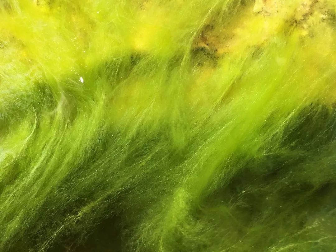 碗莲出现黑叶烂叶怎么办,碗莲种藕僵苗了怎么办