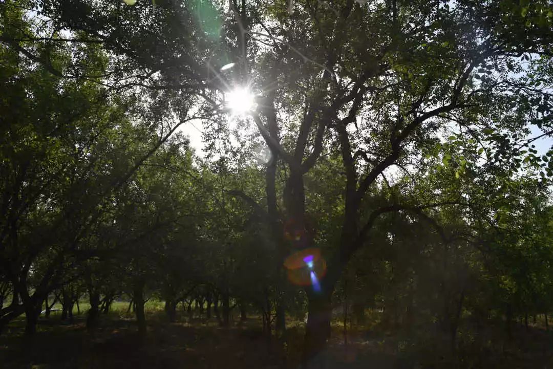 等你！认领相枣树，延续你与它的千年之约~