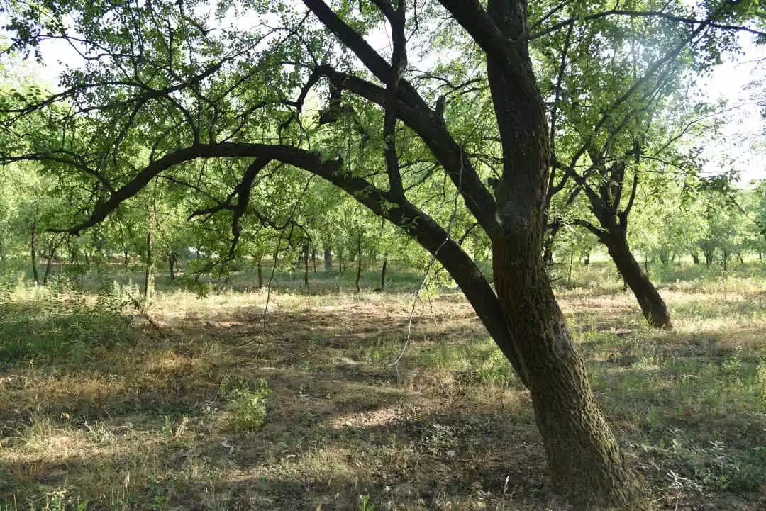 等你！认领相枣树，延续你与它的千年之约~