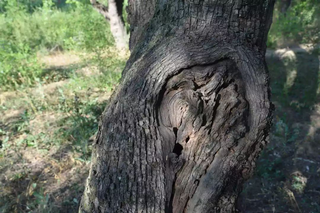 等你！认领相枣树，延续你与它的千年之约~