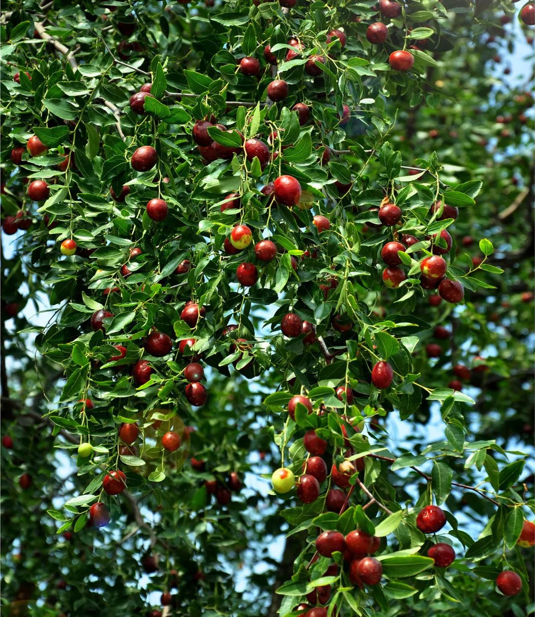 等你！认领相枣树，延续你与它的千年之约~