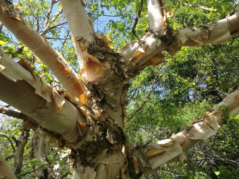 蔚县茶山风景图片大全,蔚县茶山村风景