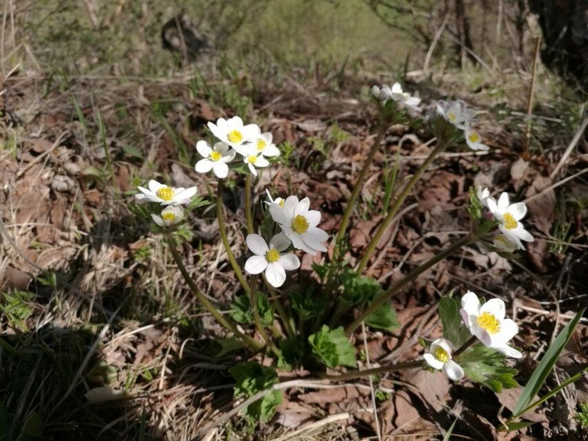 蔚县茶山风景图片大全,蔚县茶山村风景