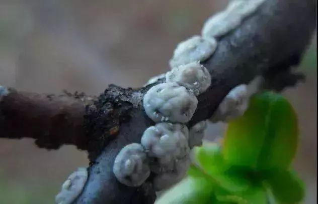 柑橘高温高湿有什么影响,柑橘夏季高温天气打药注意什么