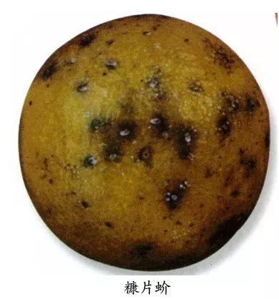 柑橘高温高湿有什么影响,柑橘夏季高温天气打药注意什么