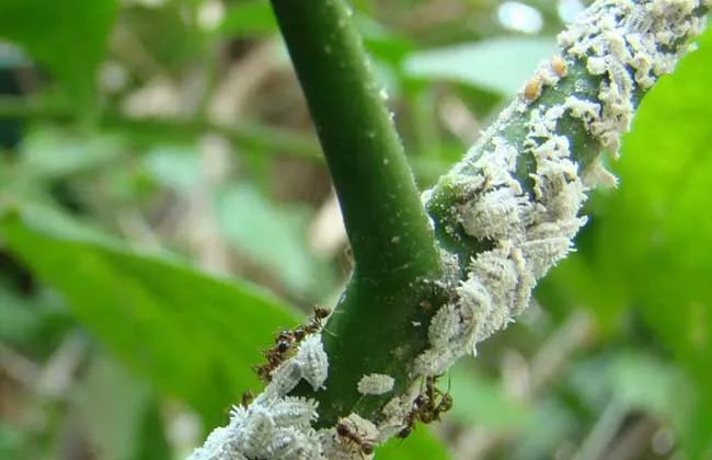 柑橘高温高湿有什么影响,柑橘夏季高温天气打药注意什么