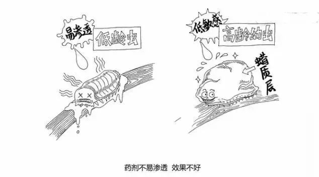 柑橘高温高湿有什么影响,柑橘夏季高温天气打药注意什么