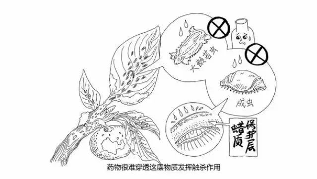 柑橘高温高湿有什么影响,柑橘夏季高温天气打药注意什么