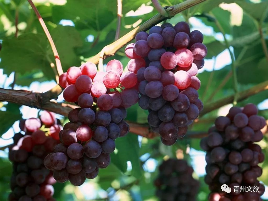 在青州买的特产,青州一日游必买景点