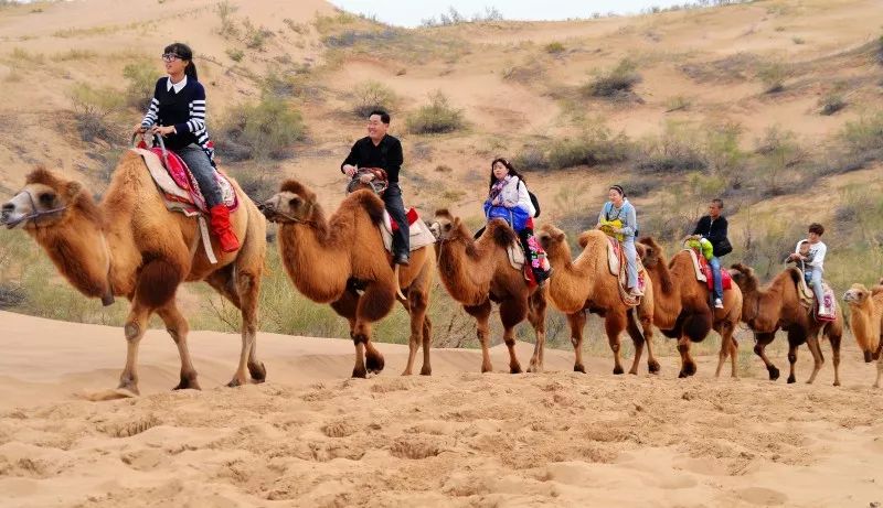 宁夏黄沙古渡景区多条旅游直通车线路让游客便捷出行！