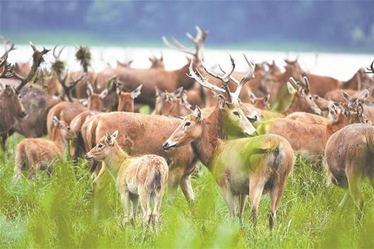 荆州石首长江大保护的范围,石首市长江大保护