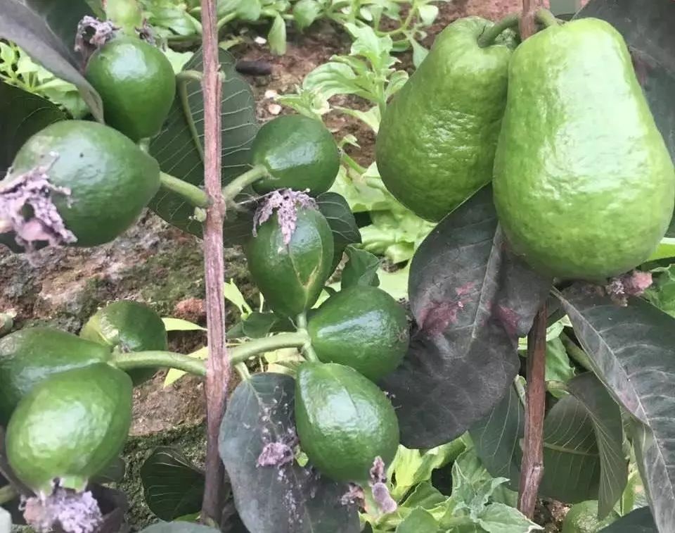 四季都结果梨树,台湾四季梨