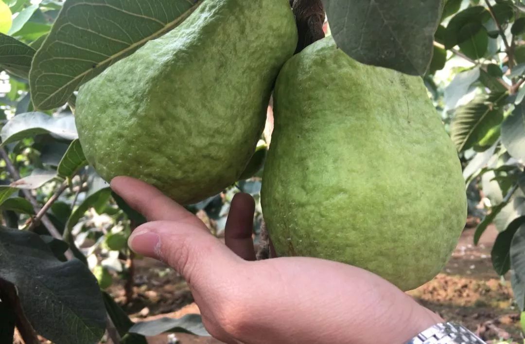 四季都结果梨树,台湾四季梨