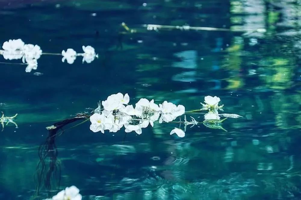 泸沽湖2月开花吗,泸沽湖等你