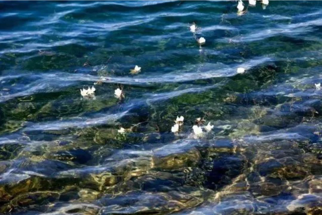 泸沽湖2月开花吗,泸沽湖等你