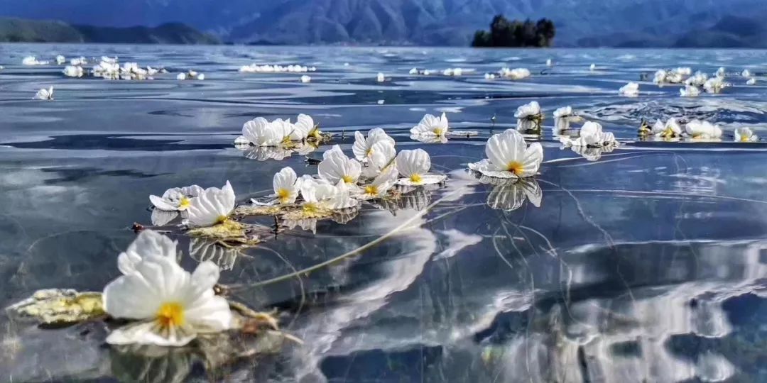 泸沽湖2月开花吗,泸沽湖等你