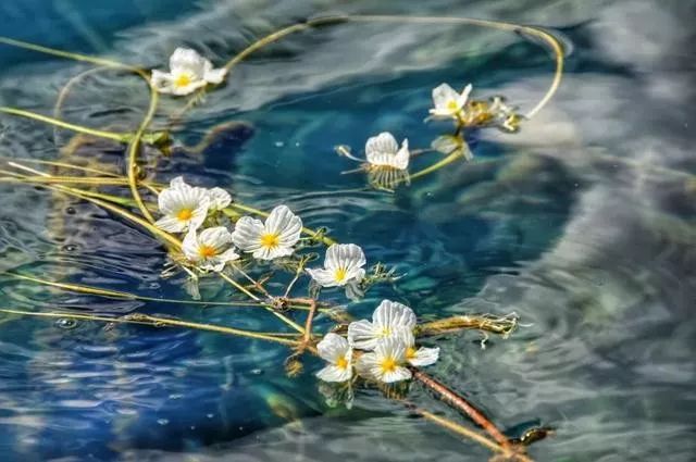 泸沽湖2月开花吗,泸沽湖等你