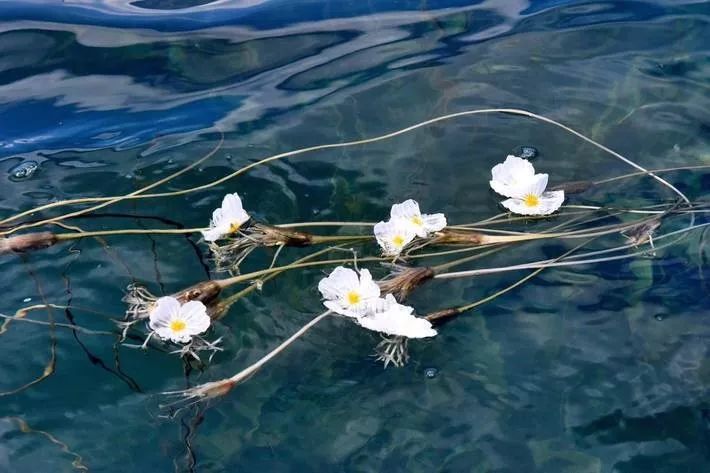 泸沽湖2月开花吗,泸沽湖等你