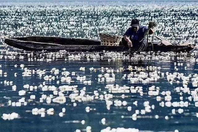 泸沽湖2月开花吗,泸沽湖等你