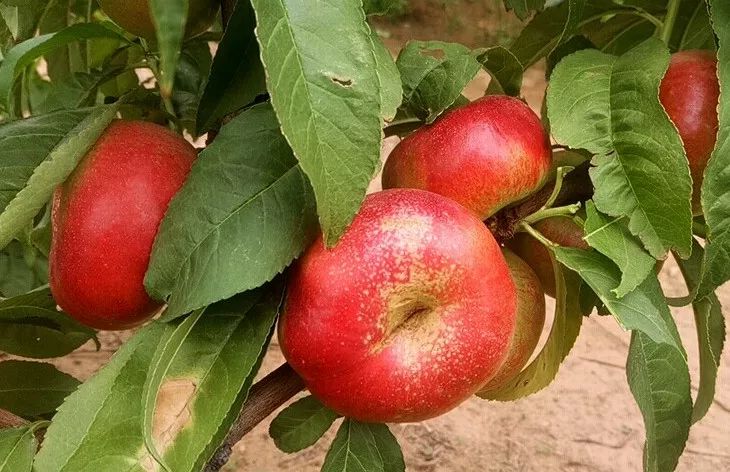 18°甜的人间“仙桃！轻轻一咬，汁水肆意流淌，一口气能吃10个！｜吃货精选