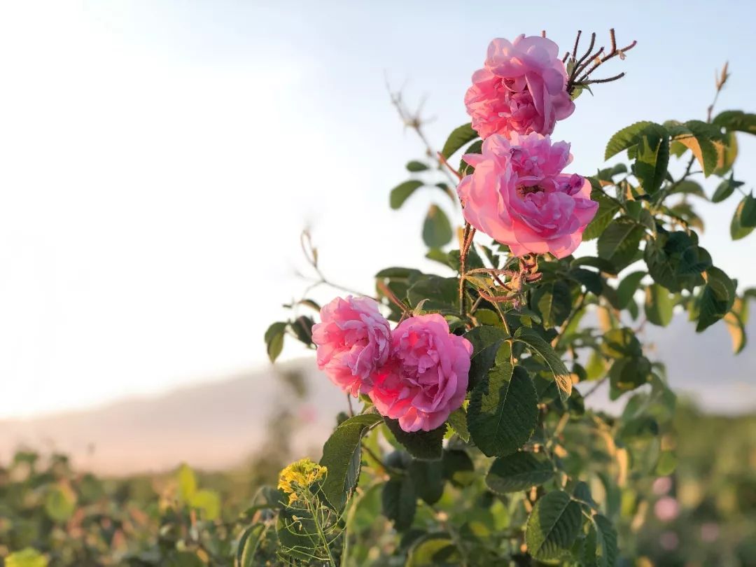 护肤水保湿补水正品大瓶直播,护肤水团购