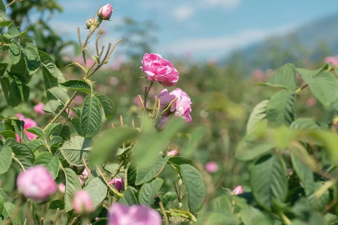 护肤水保湿补水正品大瓶直播,护肤水团购