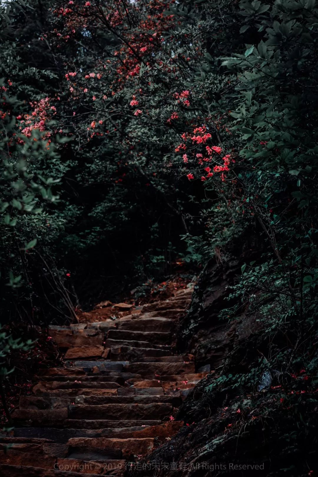 雪小禅银杏,雪小禅