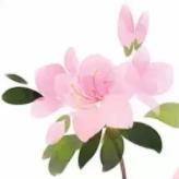 雪小禅银杏,雪小禅