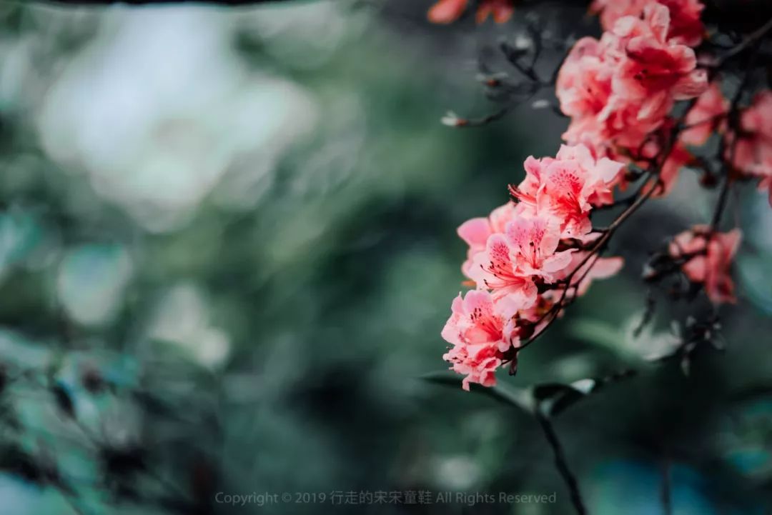 雪小禅银杏,雪小禅