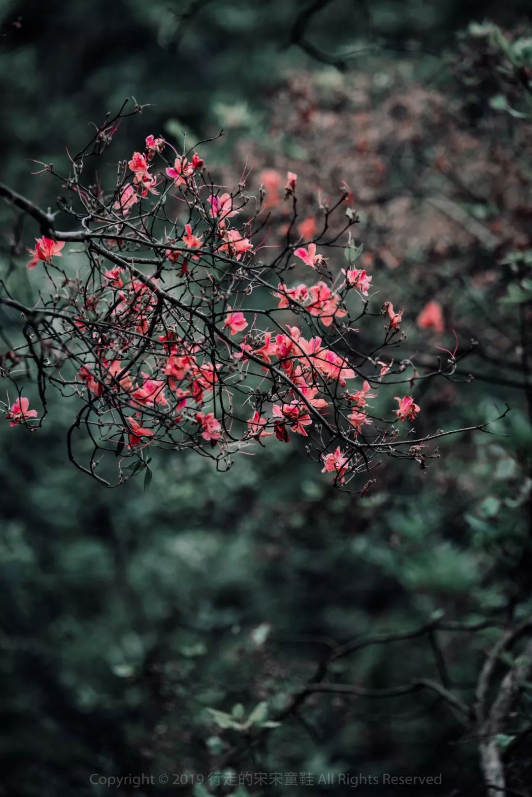 雪小禅银杏,雪小禅