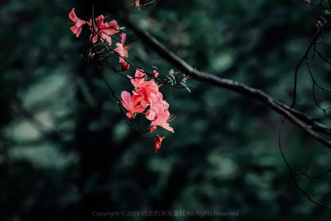 雪小禅银杏,雪小禅