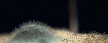 2000亿的细菌,哪种菜板不容易滋生细菌