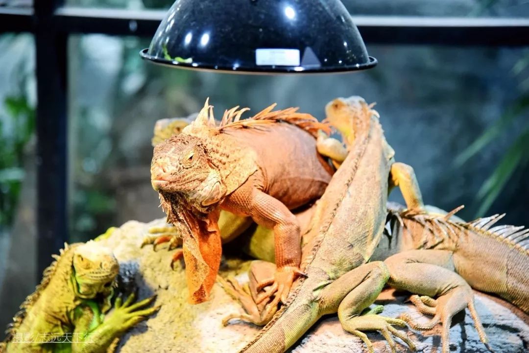 厦门带孩子玩景点攻略推荐,厦门带孩子最值得去的旅游景点