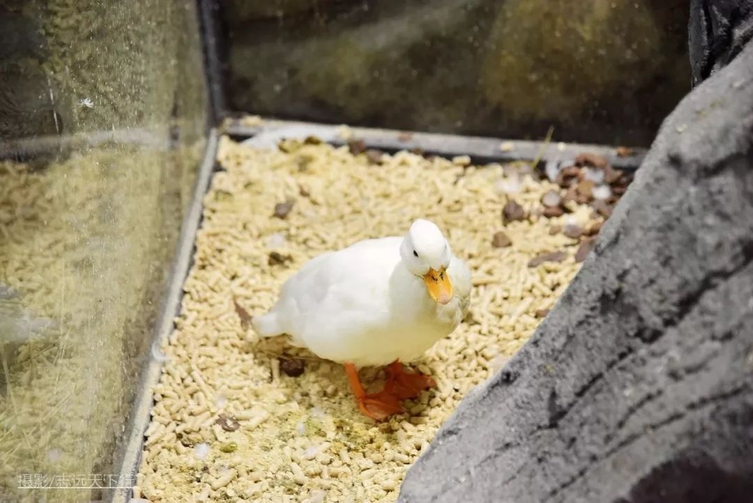 厦门带孩子玩景点攻略推荐,厦门带孩子最值得去的旅游景点