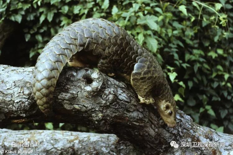 穿山甲保护模式,穿山甲为什么会被保护起来呢