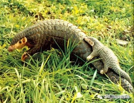 穿山甲保护模式,穿山甲为什么会被保护起来呢