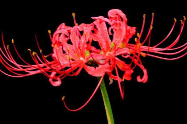 罕见的蓝色彼岸花品种有哪些,世界上最美丽的花彼岸花排第几