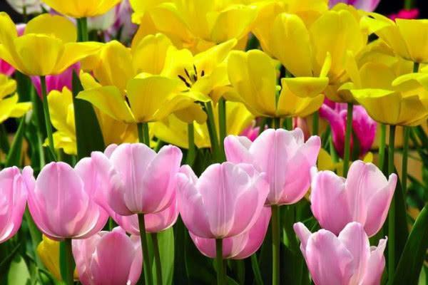 罕见的蓝色彼岸花品种有哪些,世界上最美丽的花彼岸花排第几