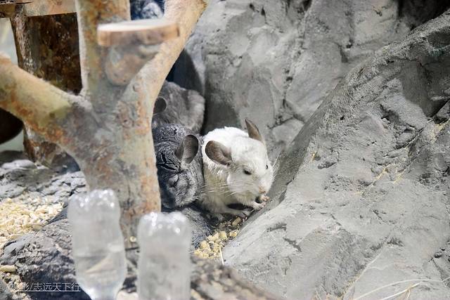 厦门带娃游玩景点推荐最新,厦门带娃必去景点攻略推荐