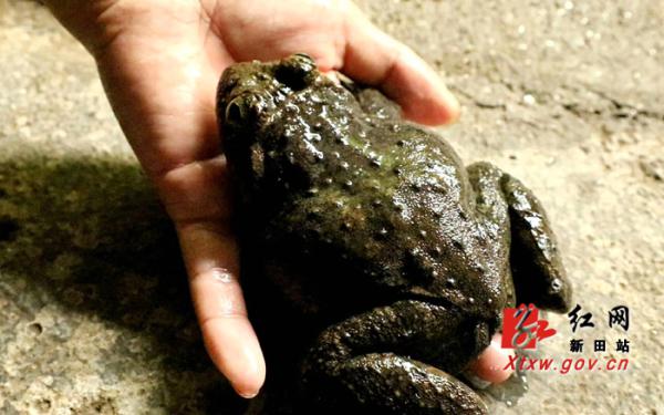 新田县三塘源生态养殖有限公司,新田县现代农业