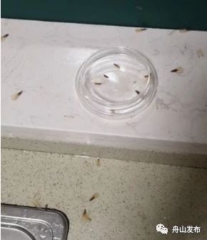 白蚁飞进屋子里怎么处理,白蚁飞进家里多久会繁殖