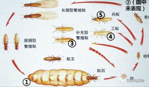 白蚁飞进屋子里怎么处理,白蚁飞进家里多久会繁殖