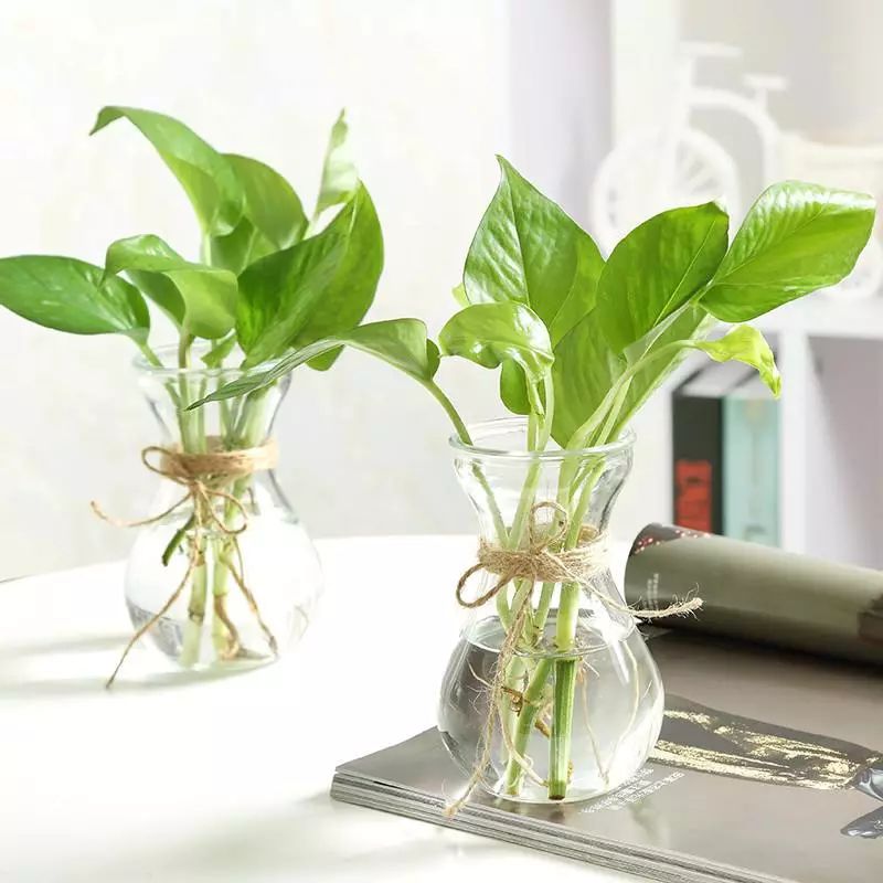 虫媒传染病,家里蚊虫用什么药水杀虫最好