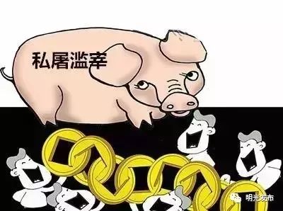 重要通告！明天起，明光将集中取缔非法生猪屠宰点！